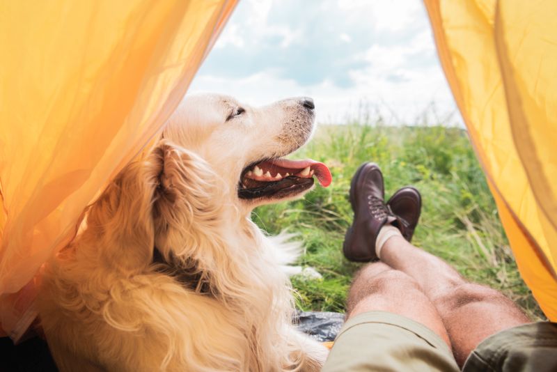 go camping with dog
