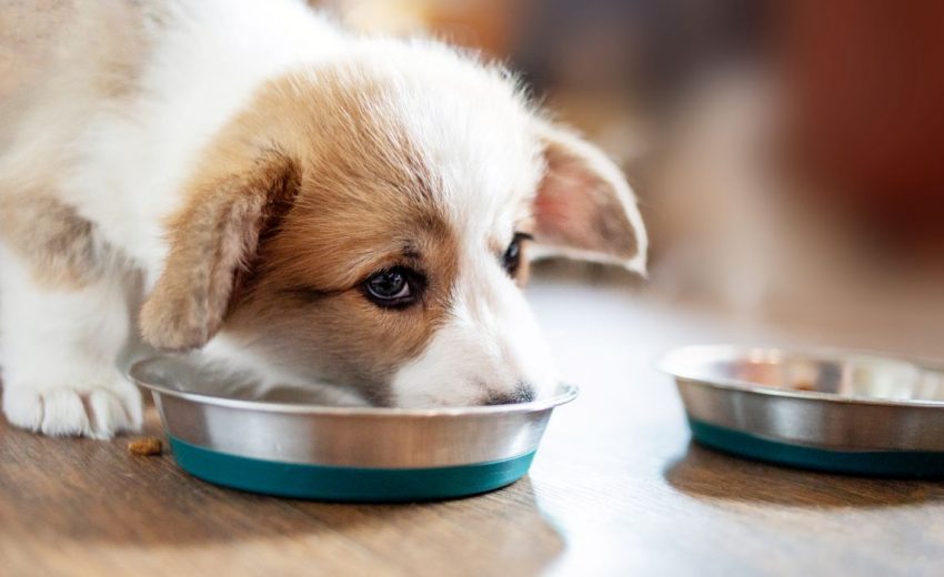 food for small breed puppies