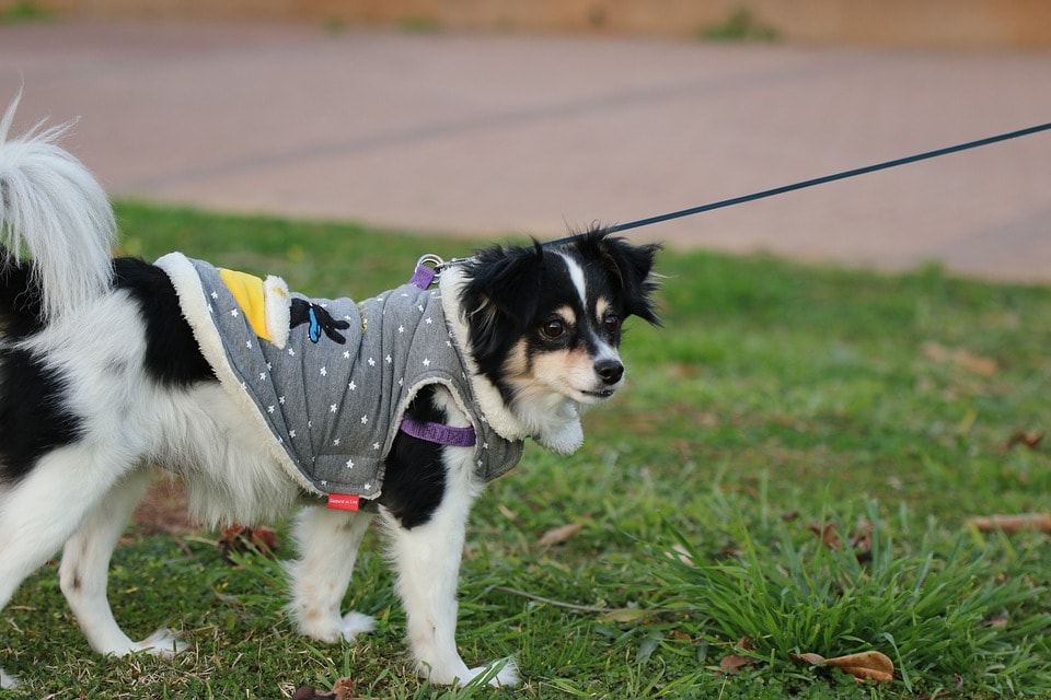 small dog harness coat combo