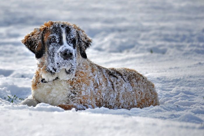 Snow Loving Dogs
