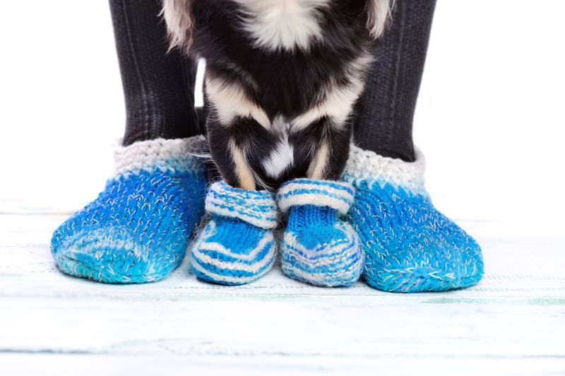 socks give dogs traction