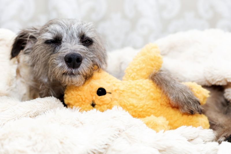 dogs like snuggling with soft toys