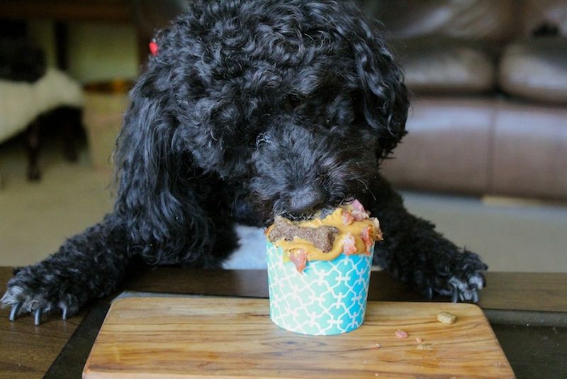 savory cupcake for dog