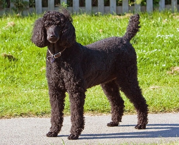 standard-poodle-for-anxiety