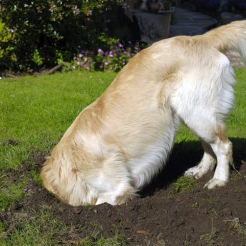 stop your dog from digging