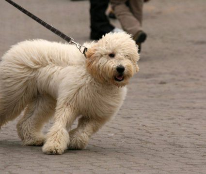 Strong Dog Leashes