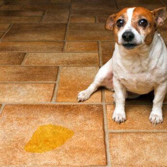 submissive urination in dogs