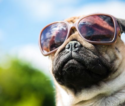 Sunglasses-for-dogs