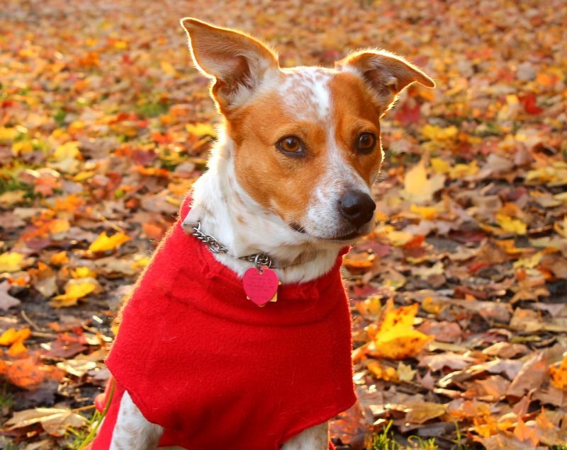 sweaters for dogs
