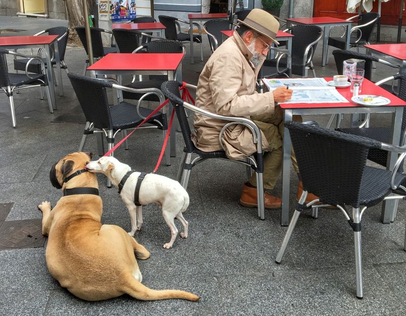 dog-friendly restaurants are good to visit