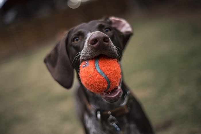 tennis balls for dogs