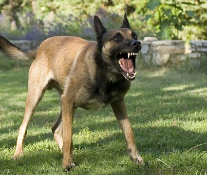 Territorial Aggression in Dogs