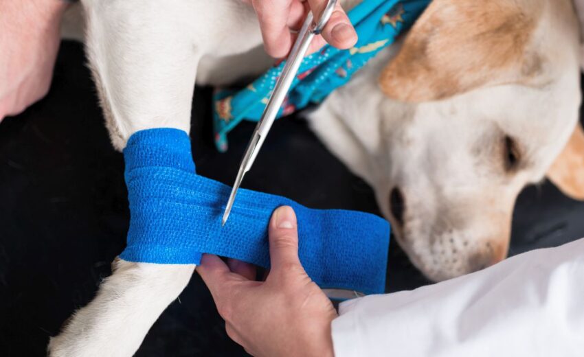how much does dog acl surgery cost