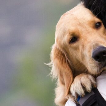 the most affectionate dog breeds
