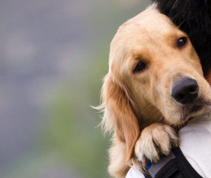 the most affectionate dog breeds