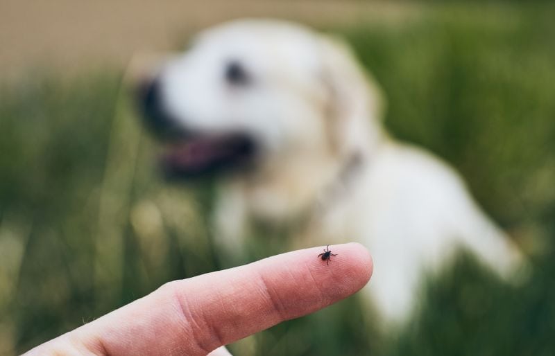 tick diseases of dogs