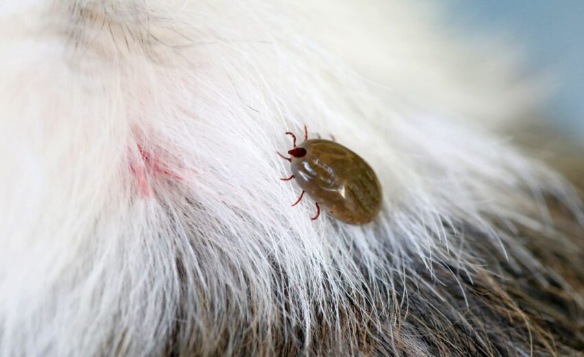 Ticks spread Lyme disease