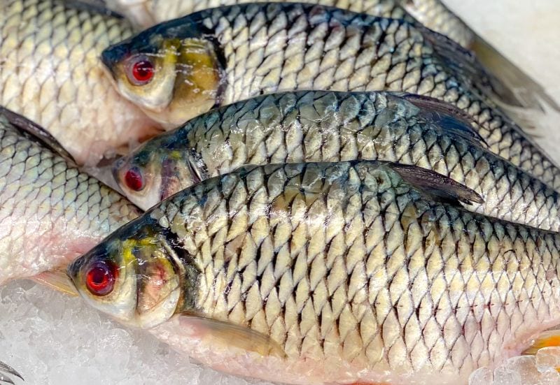 tilapia for dogs