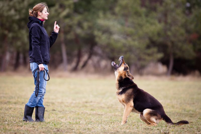 tips for training aggressive dogs