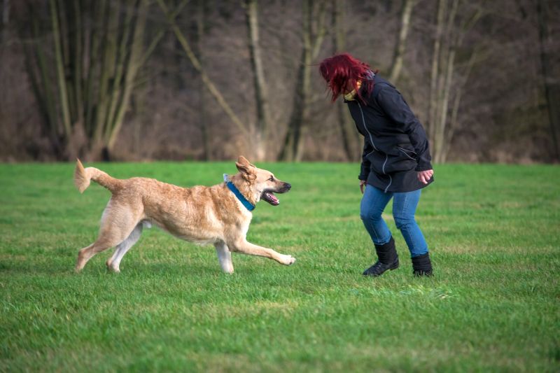 games to help train your dog