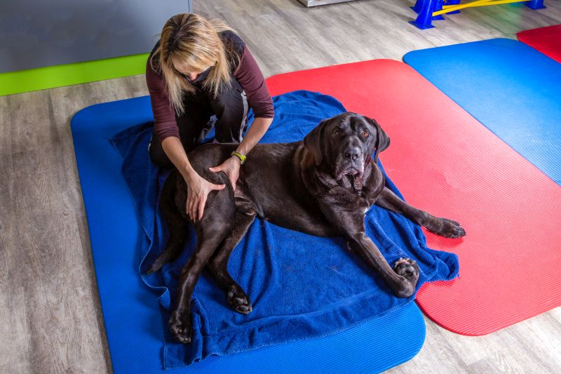 how to treat bad joints in dogs
