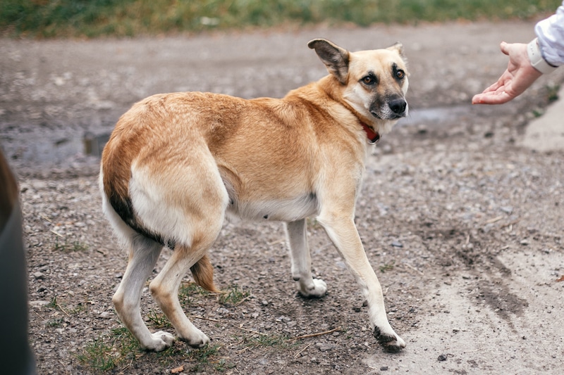 dog with tucked tail