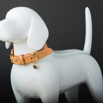 unique-dog-collars