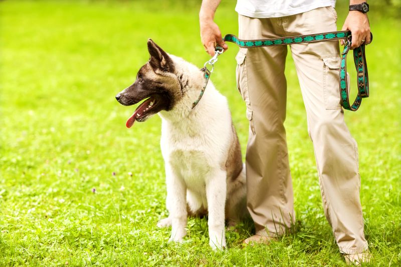 Unique and creative dog leashes