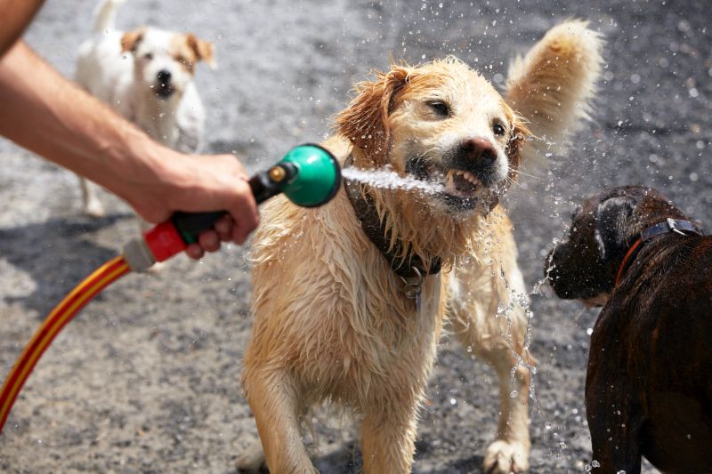 stop dog fight with hose