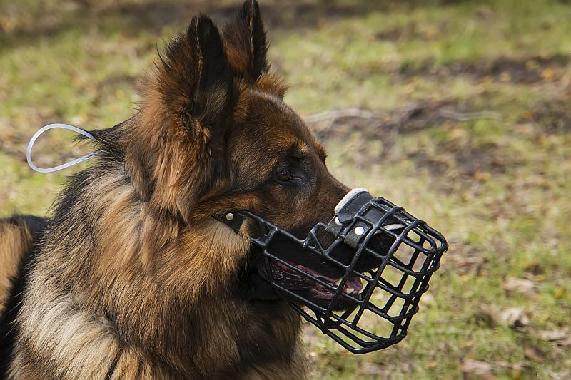 use a muzzle with aggressive dogs