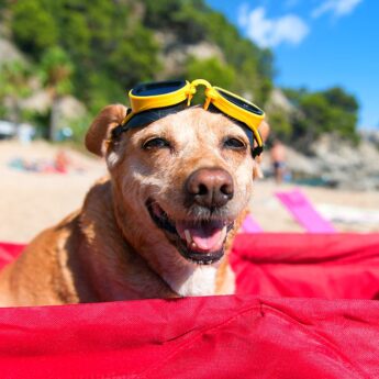 dog vacation ideas