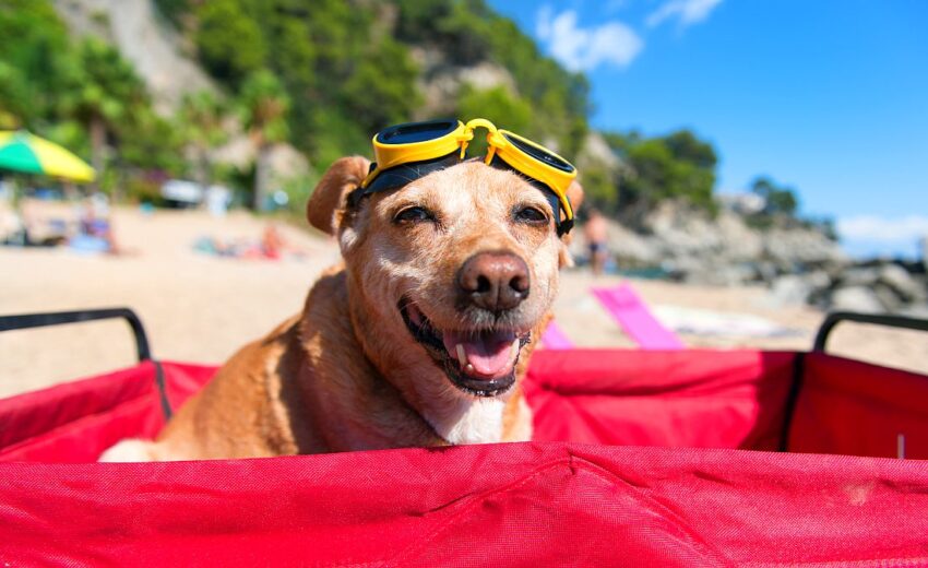 dog vacation ideas