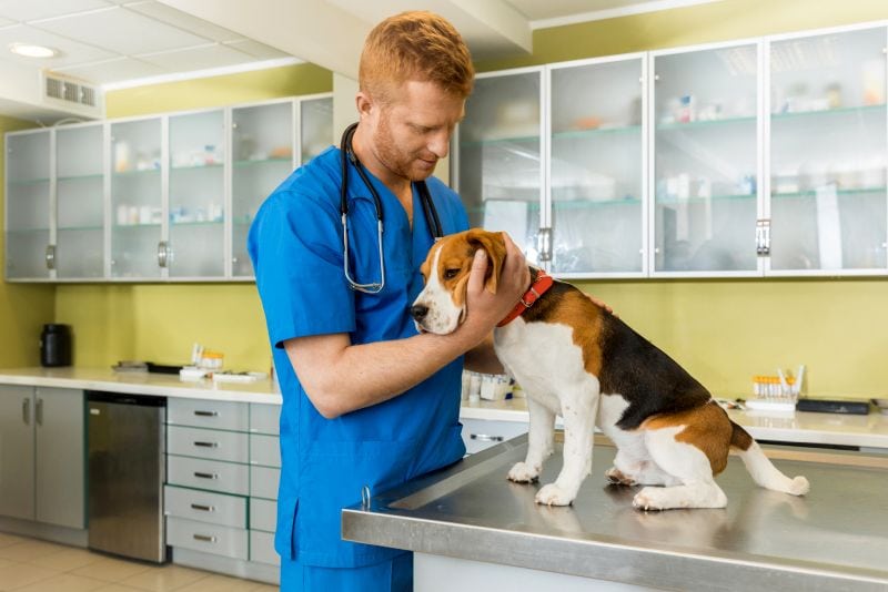 vet help for Lyme disease in dogs