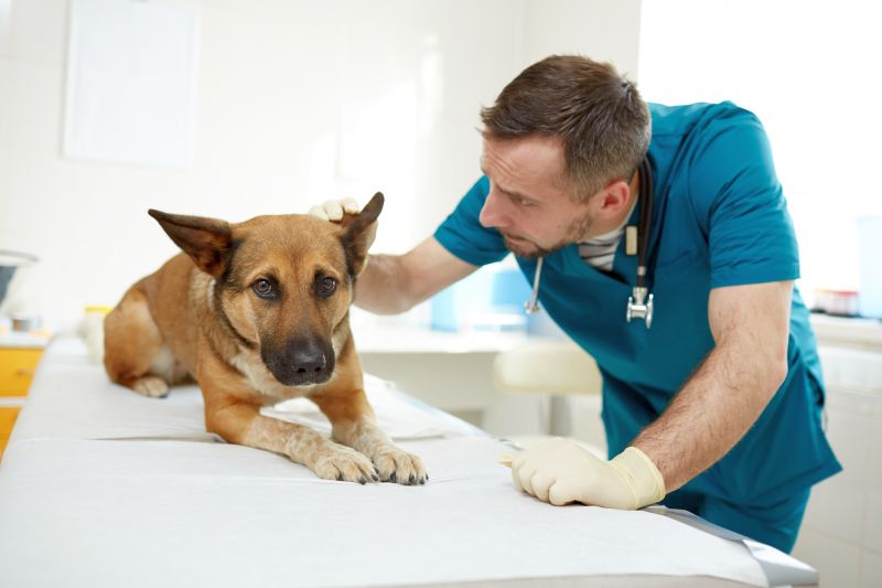 veterinary behaviorists