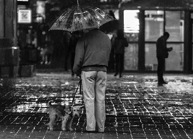 walking dog in the rain