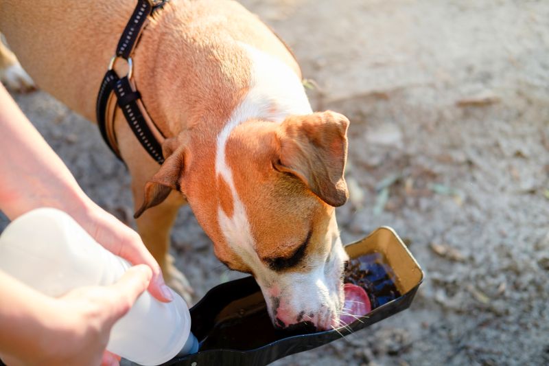 best water bottles for dogs