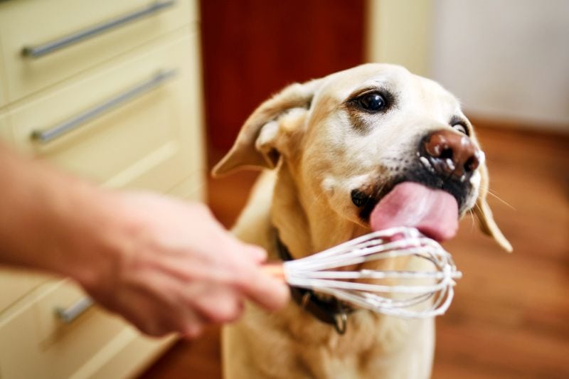 reasons to cook for your dog