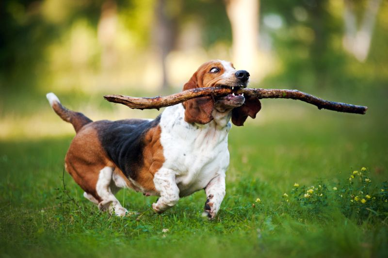 Basset Hound good for small homes