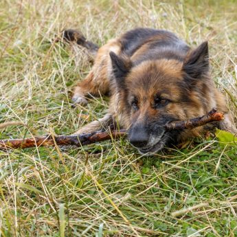 Why dogs eat sticks