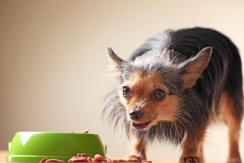 reasons to use dog food mat