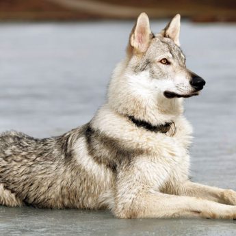 Wolfdog hybrid canine