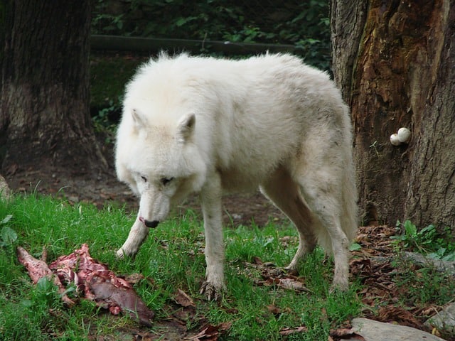 wolf eating