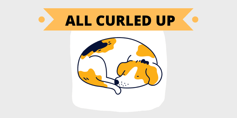dog curled up