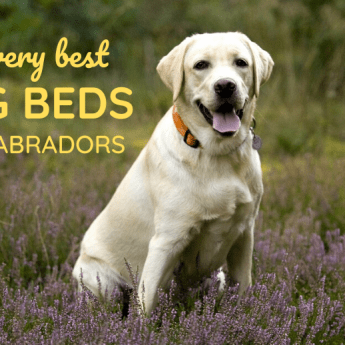 best-dog-beds-for-labs