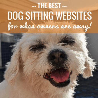 best dog sitting websites