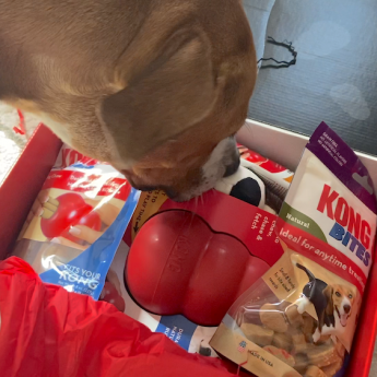 best-dog-subscription-bopxes