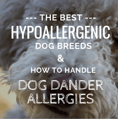 best dogs for allergies