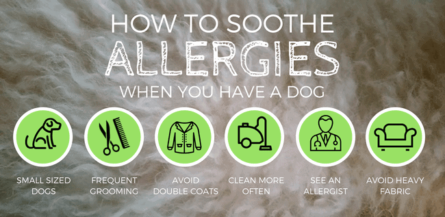 best hypoallergenic dogs for allergies