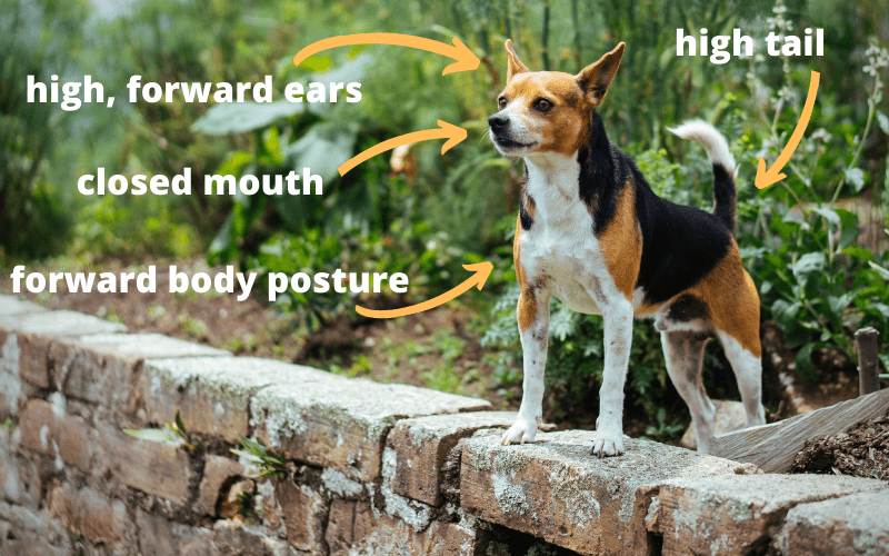 alert dog body posture