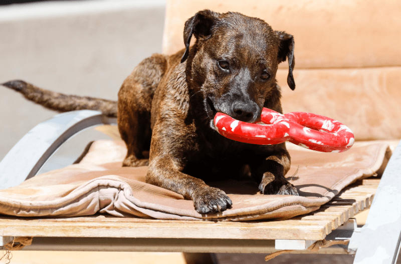 brindle dog chewing figure 8 tug toy